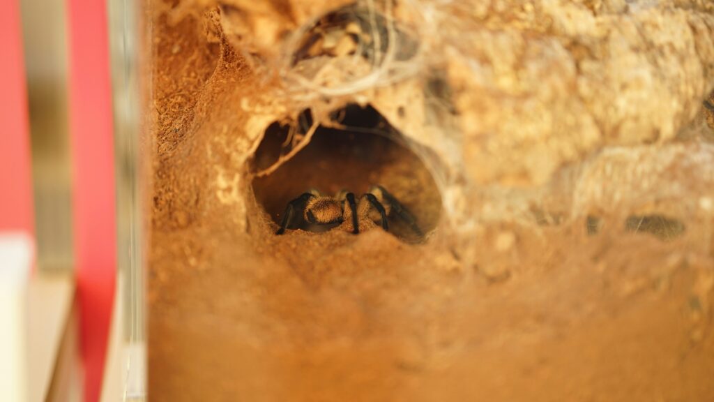 Pale insect navigating a dark subterranean tunnel or cave system
