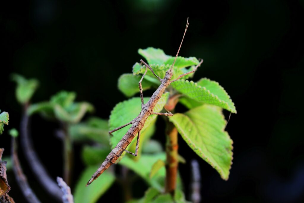 Stick insect perfectly blending with tree branches