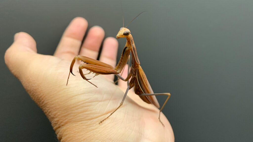 Life-size model of the insect next to an adult human for visual scale