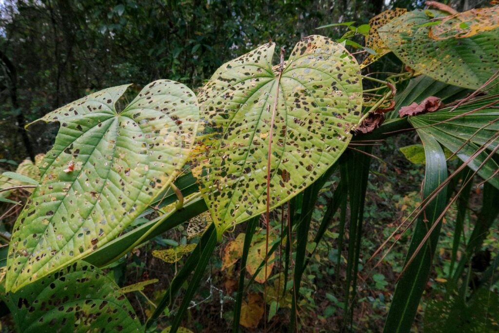 Wilting plant with visible insect damage on leaves

