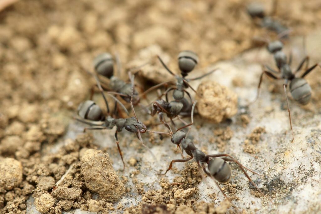 Ant colony working together in a harsh or extreme natural habitat