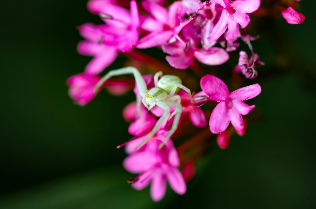 White and pink orchid spider blending into a blooming flower