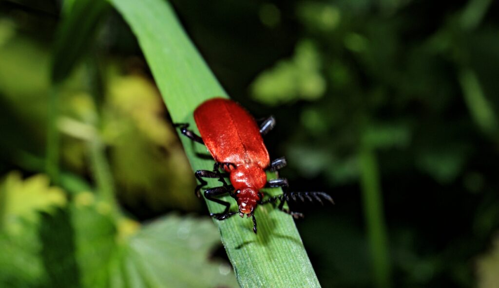 Researcher examining assassin bug in natural habitat with conservation tools