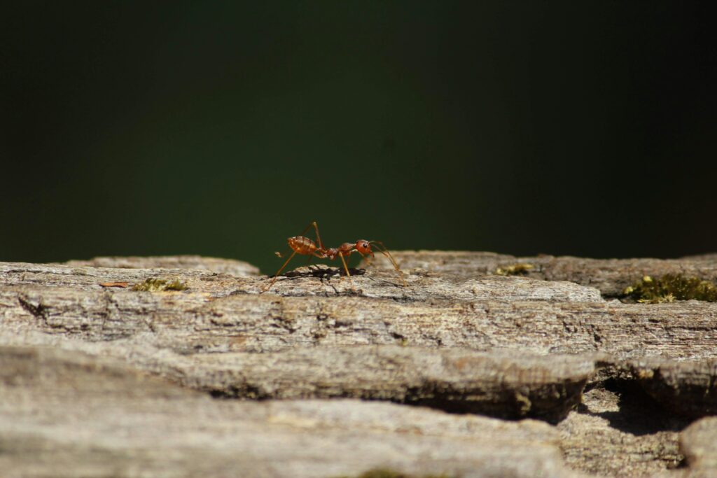 Ants building bridge with their bodies to cross a gap