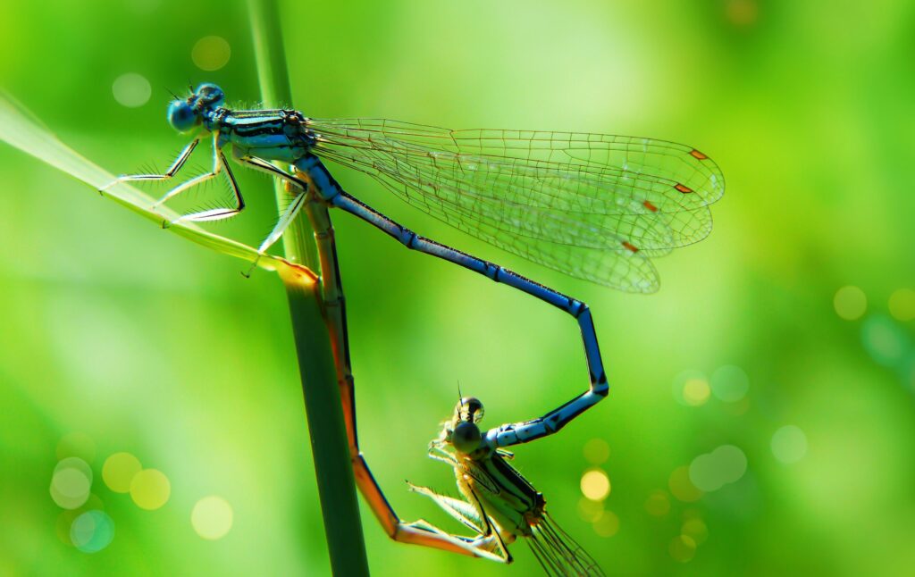 Lacewing interacting in a group, suggesting complex social behavior