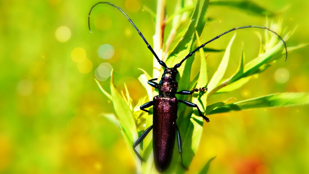 Smartphone or AI app identifying insects with futuristic UI or tech overlay
