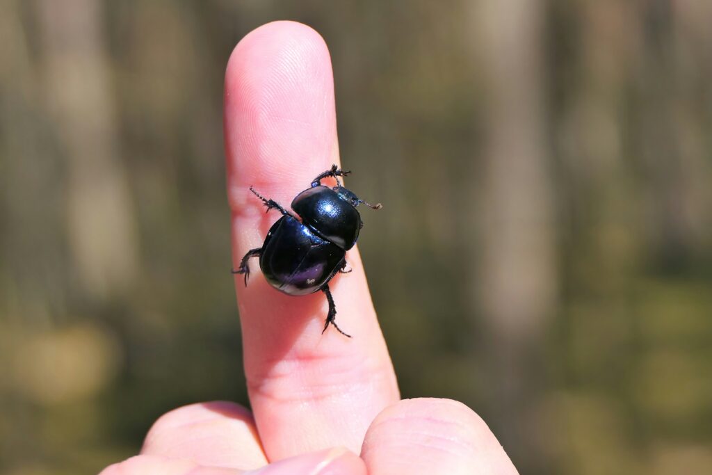 Anxious person avoiding outdoor areas due to insect allergy fear