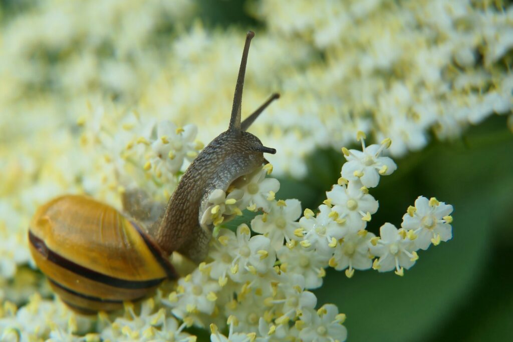 Insects feeding on plants and other insects in natural setting