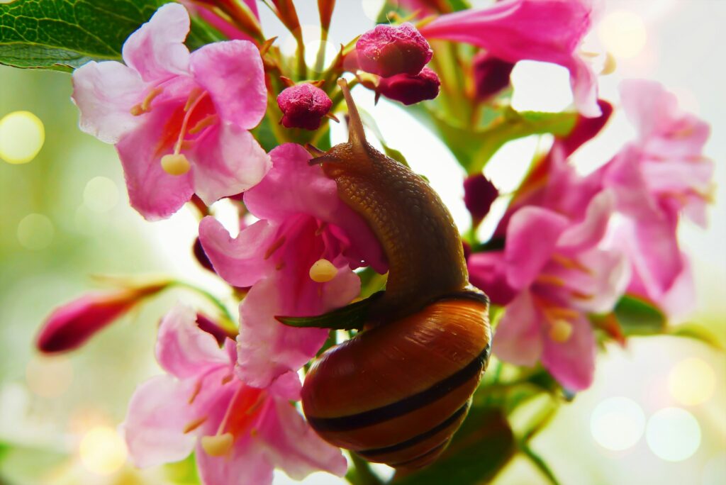 Visual representation of the orchid mantis's evolutionary adaptation