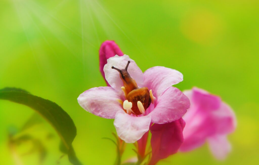 Map showing the native regions of the orchid mantis in Southeast Asia