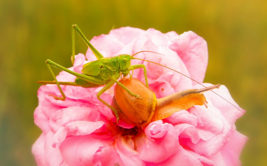 A predatory insect disguised as a flower, lying in wait for prey