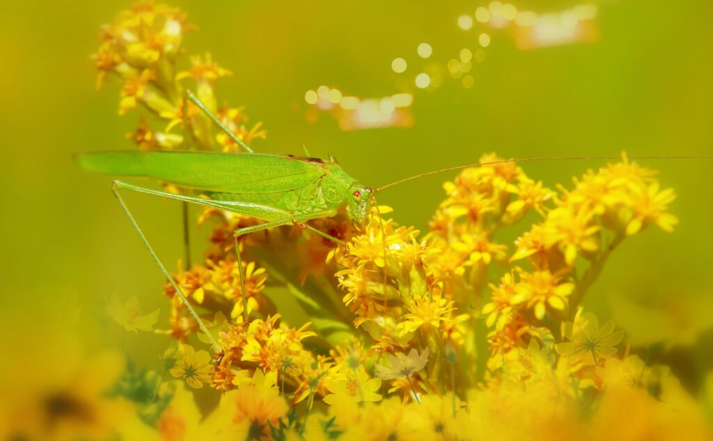 Insect with changing camouflage over seasons – summer green to autumn brown