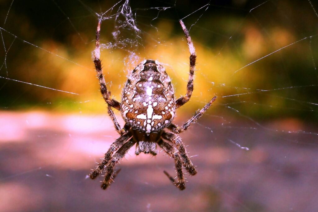 Diagram comparing human size to a spider to highlight scale and perspective