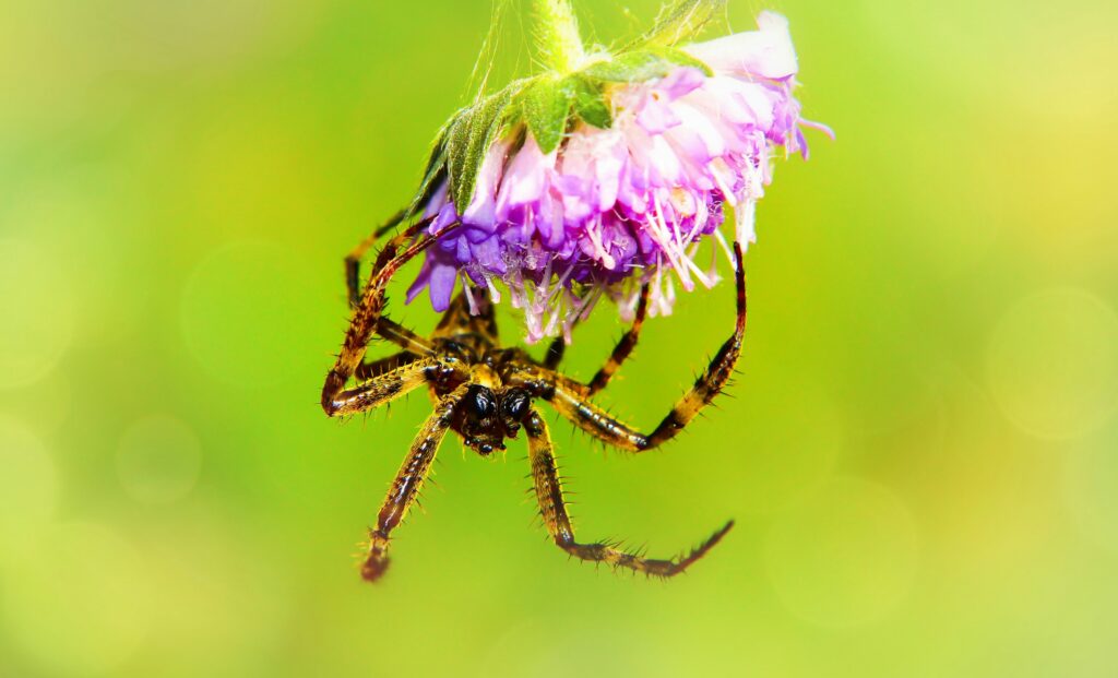 Hand gently relocating a house spider outside using a cup and paper