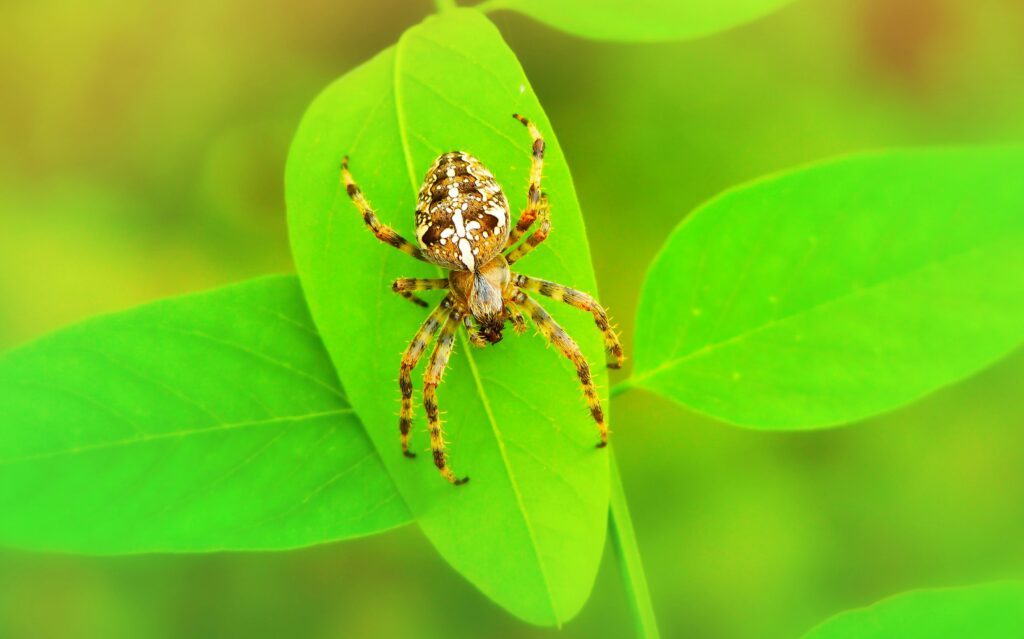 Care checklist and spider supplies arranged for first-time spider owners