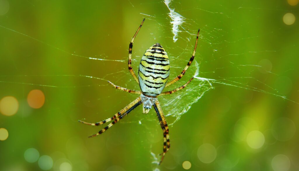 Zebra jumping spider perched on a finger, showing its black and white stripes