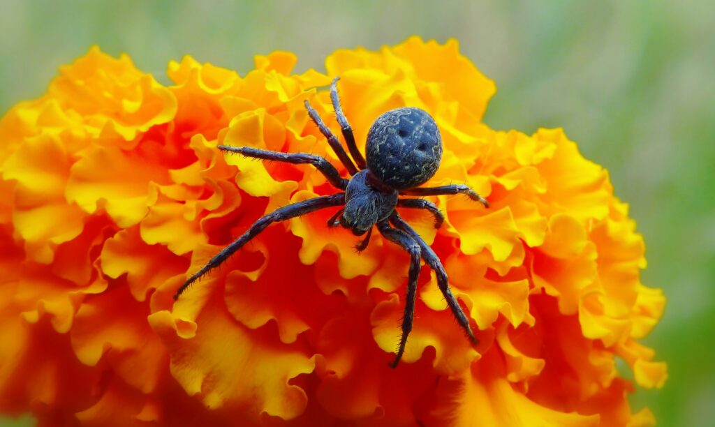 A collection of brightly colored, harmless spiders in their natural habitats