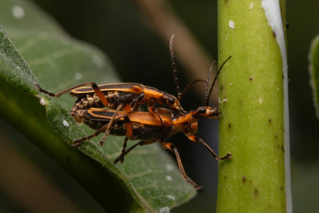 Insect habitat with limited food leading to cannibalistic mating behavior