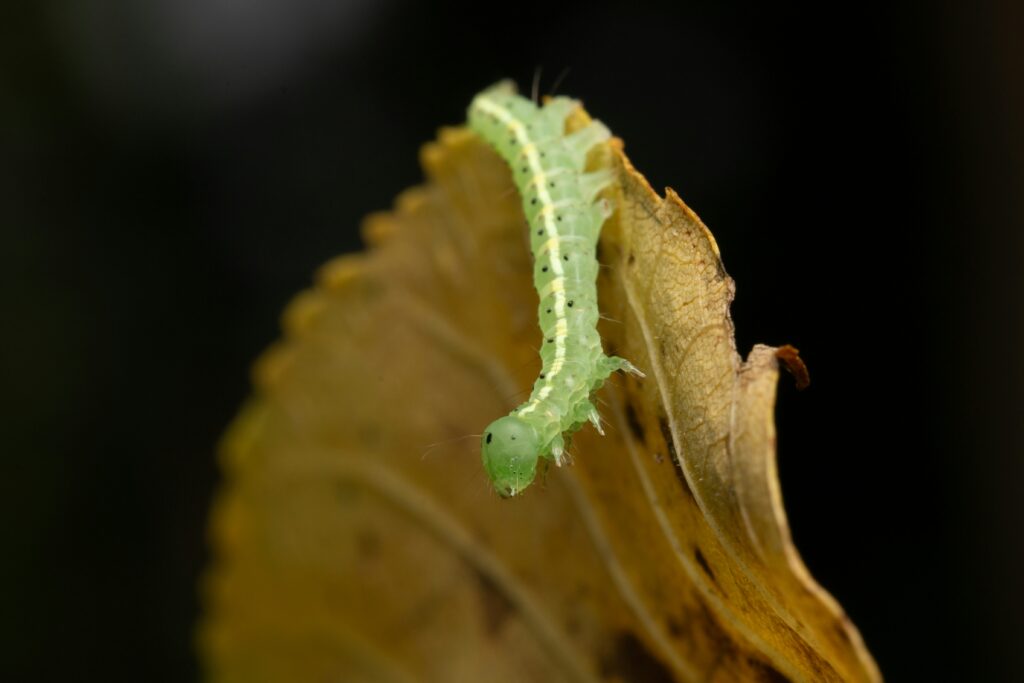 Bioluminescent fungus gnat larvae glowing inside a dark cave environment