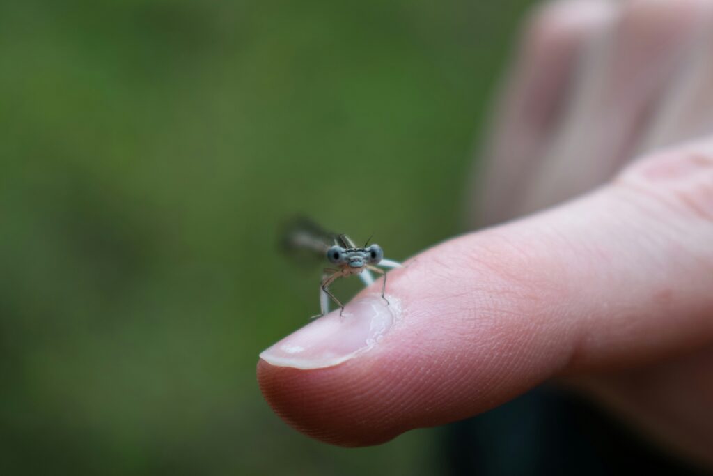 Giant close-up of ant on fingertip to show scale comparison
