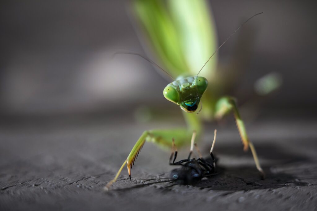Grasshopper feeding on smaller insect with dramatic lighting
