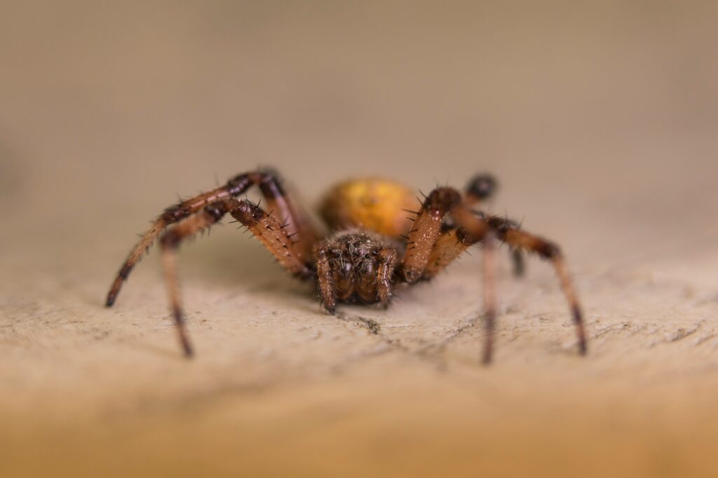 Spider lunging from its burrow at an unsuspecting insect