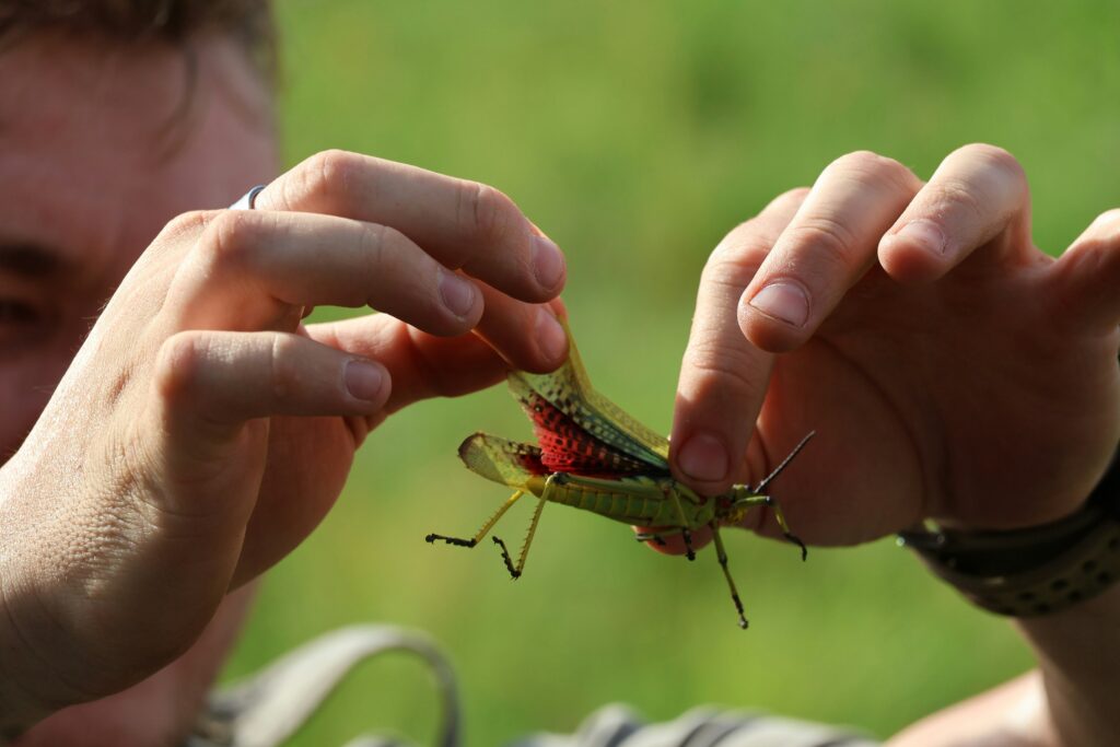 Scientists in field gear studying insects in nature using tools and cameras