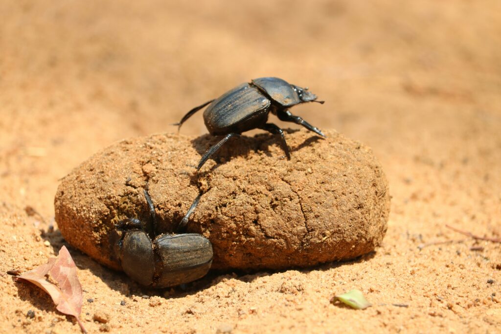 Desert beetle using leg position to reduce heat exposure