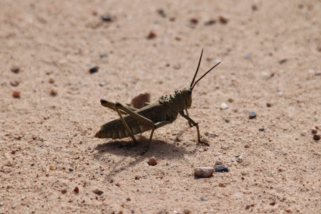 Namib beetle collecting water from fog in arid desert