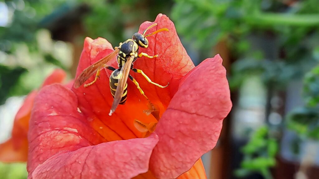 Pollinator-friendly garden with flowers and mulch for beneficial insects