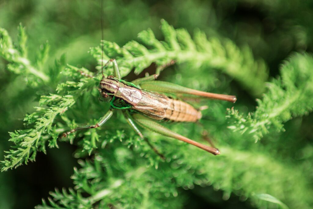 Insects interacting with hidden signals in a forest setting