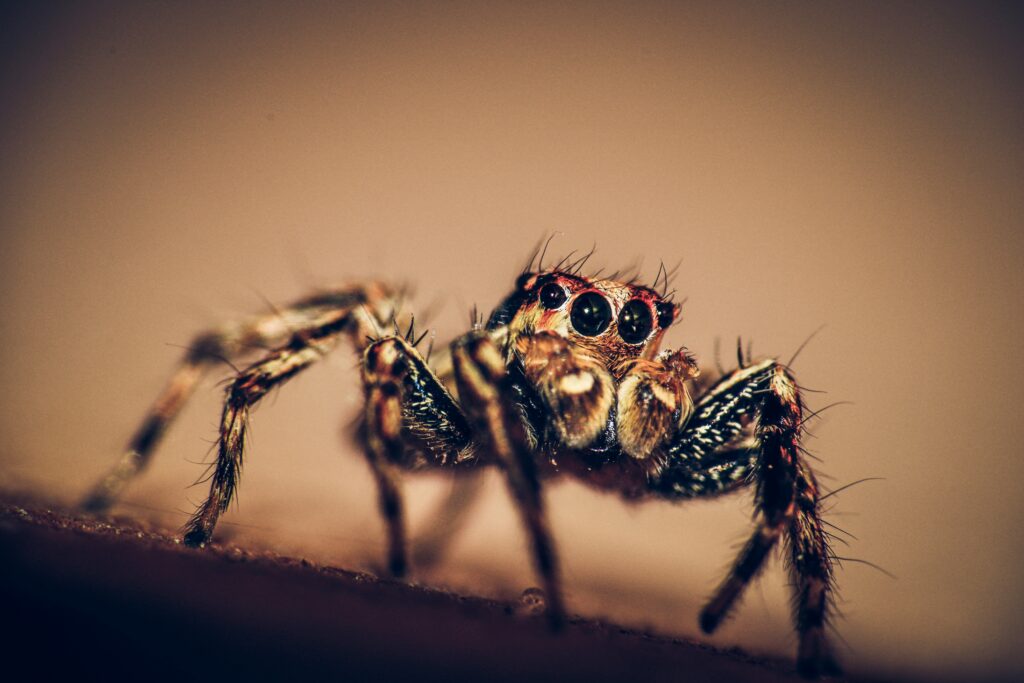 Visualization of how a spider perceives vibrations and blurry shapes around it