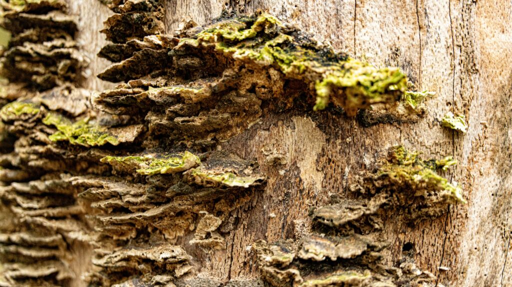 Termites reinforcing or modifying a mound during seasonal climate shifts