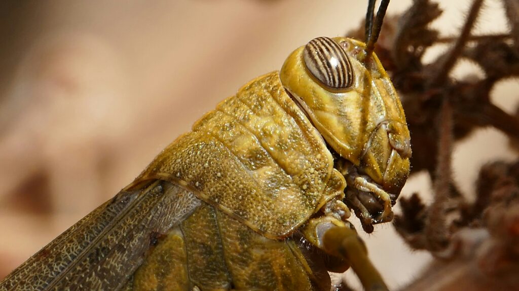 Scientist releasing a tagged large insect back into natural habitat