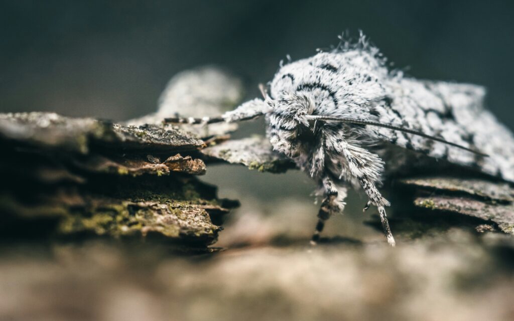 An insect camouflaged to resemble moss, almost invisible on the forest floor