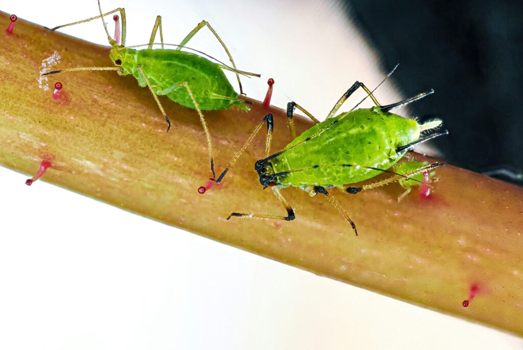 Green lacewing adult and larva actively preying on small aphids