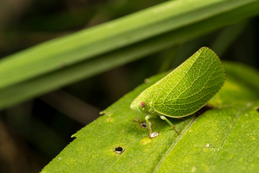 Illustration comparing the froghopper’s jump height to its body size