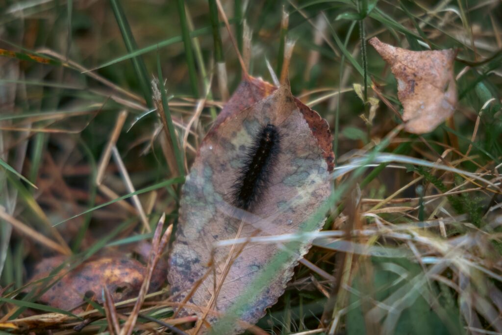 Macro photo of a springtail crawling on moist soil particles