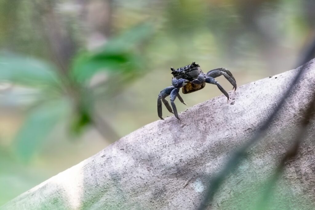 Assassin bug species mimicking the appearance and posture of a spider