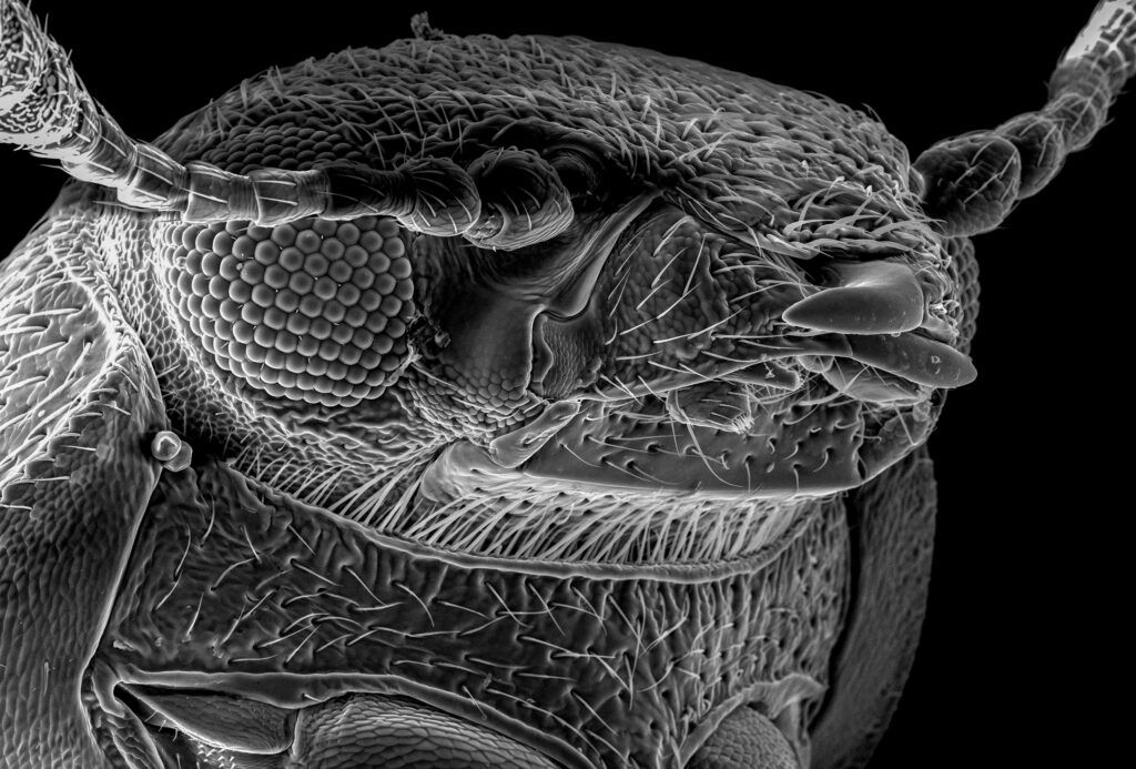 3D rendering of mushroom bodies in a fruit fly brain responsible for learning