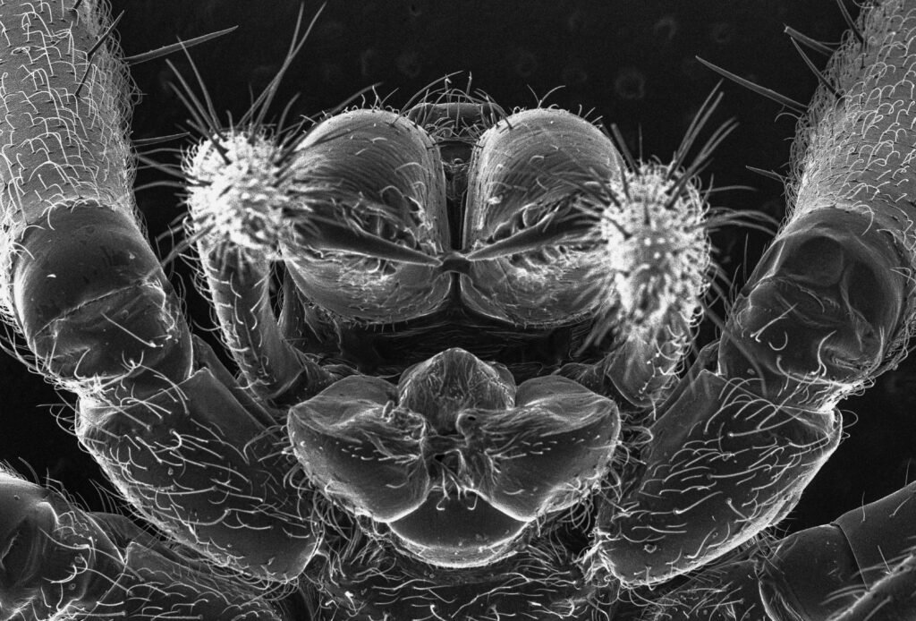 Simplified visual of an insect’s circulatory system overwhelmed at giant scale