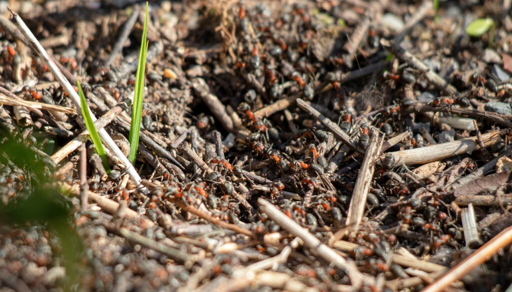 Hands lifting healthy soil full of insects and organic matter