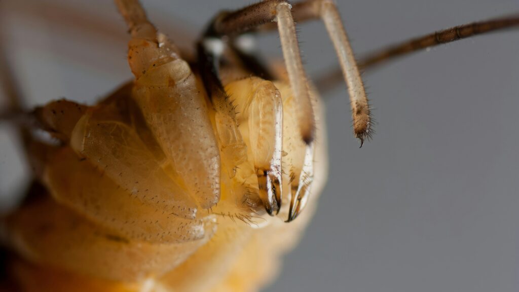Close-up of insect spiracles or cross-section of insect respiratory system