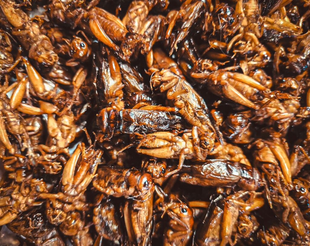 A bowl of roasted edible insects like crickets and mealworms served as a protein-rich food option