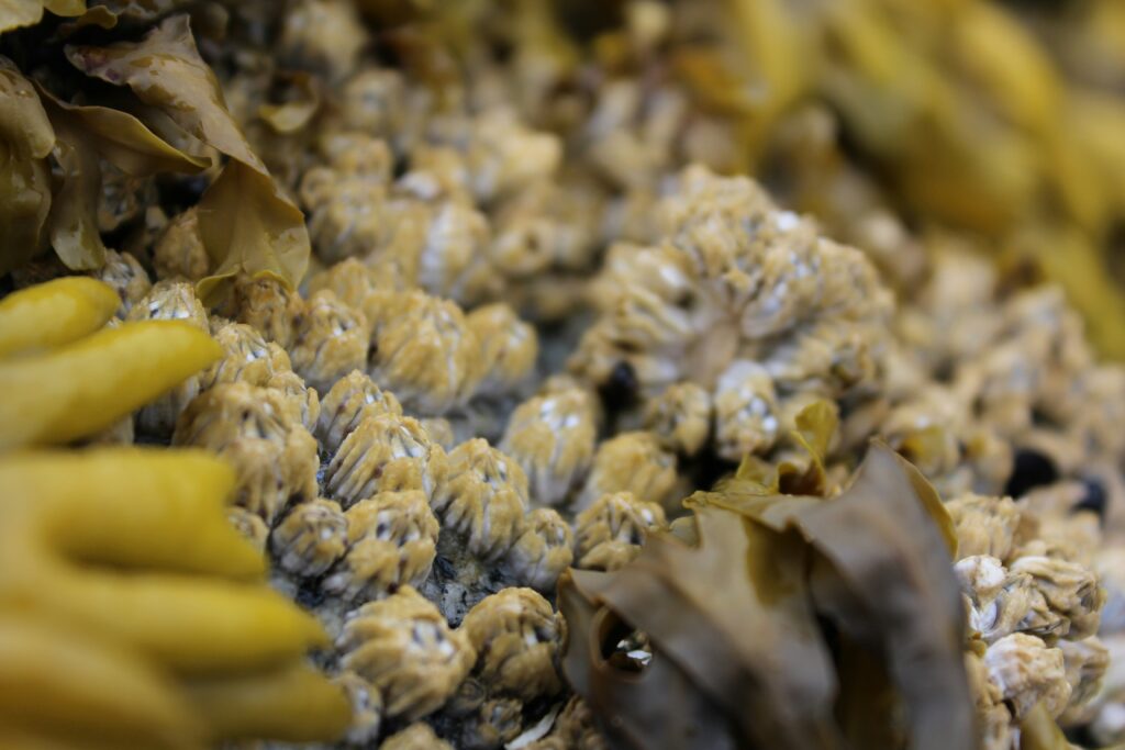 Termite queen surrounded by thousands of eggs in a chamber