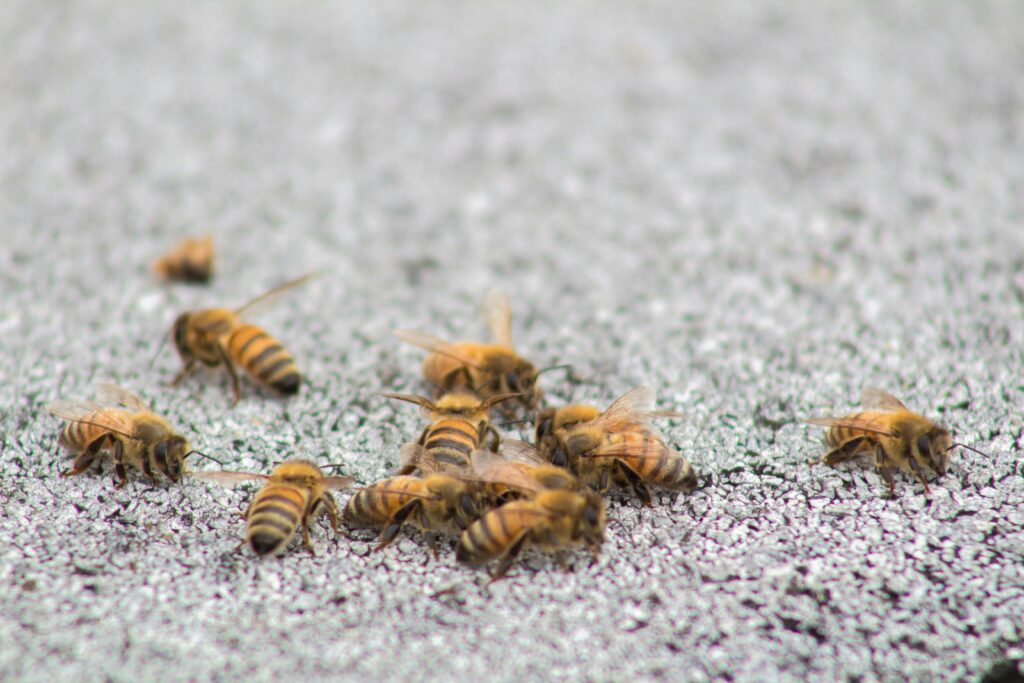 Close-up of isopods and springtails on damp substrate