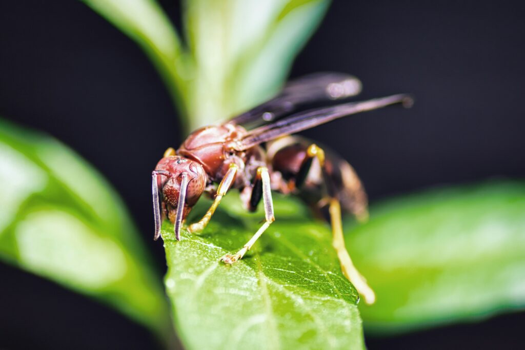 Insect releasing or preparing a chemical defense like spray or toxin