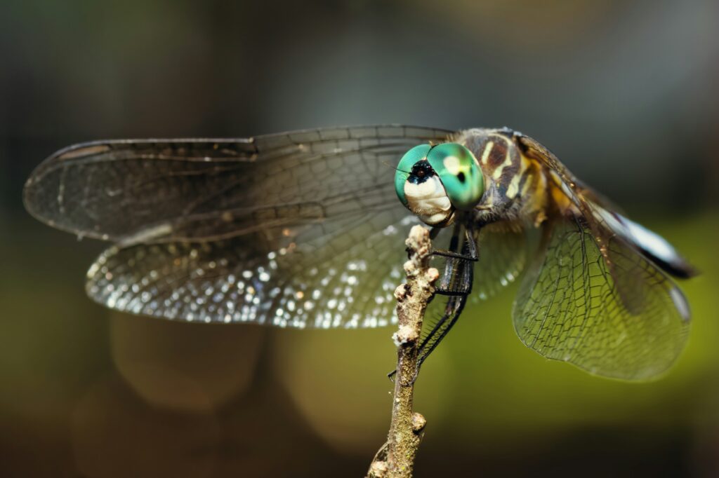 Representation of lacewing genetics or genetic mutations