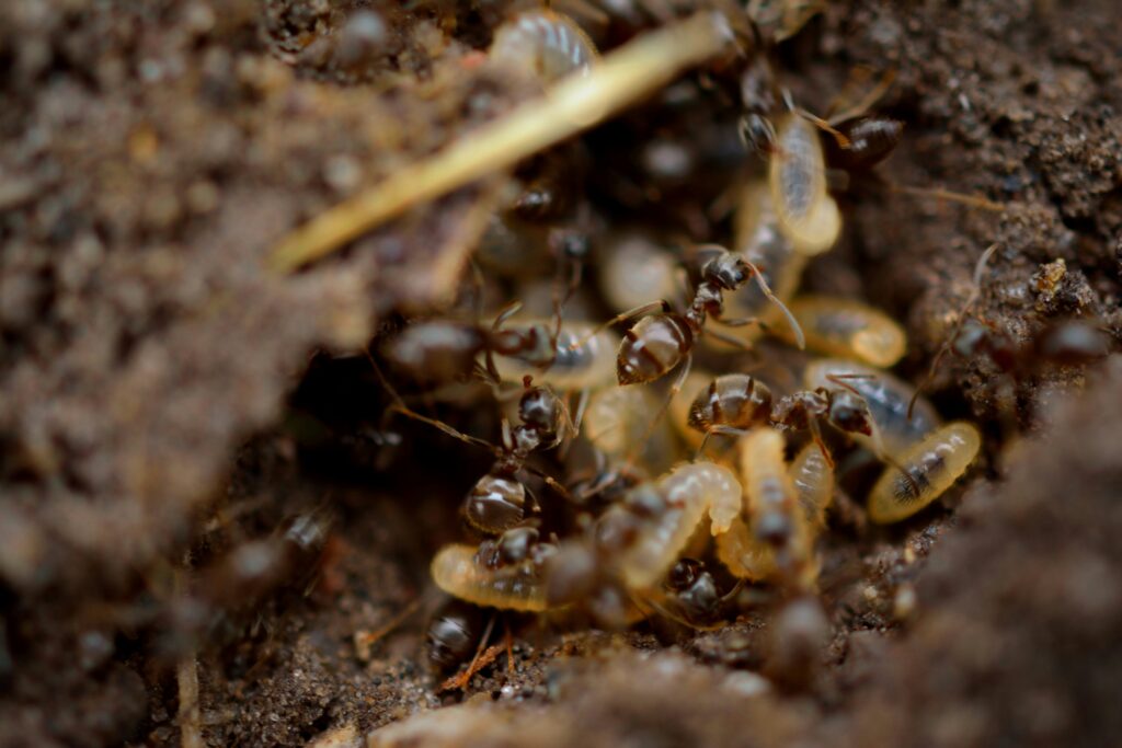 Massive termite queen surrounded by worker termites inside a colony