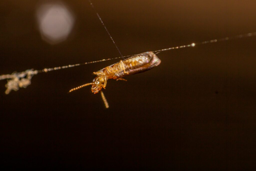 Female firefly mimicking flashing signals to lure prey